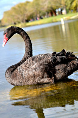 Black Swan
